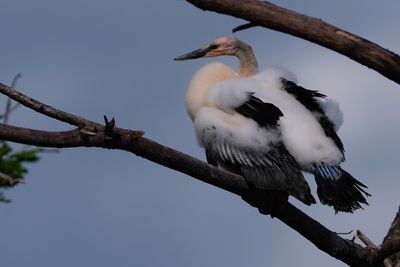 Growing anhinga chick