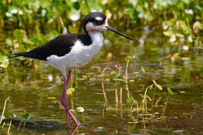 Black-necked stilt