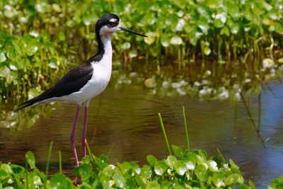 Black-necked stilt