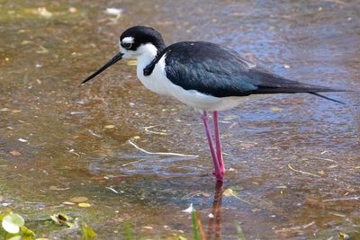 Black-necked stilt