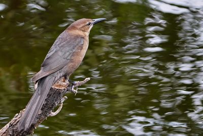 Boat tailed grackle juvenile