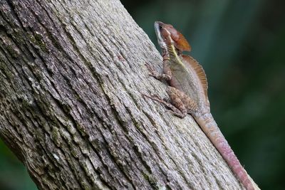 Basilisk lizard