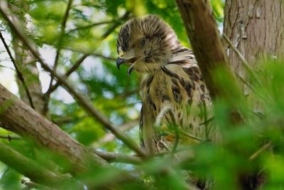 Juvenile red-shouldered hawk