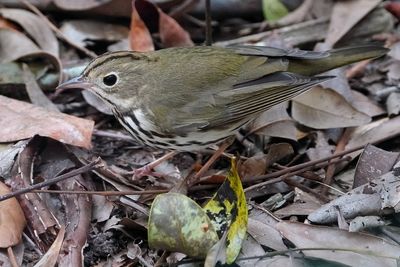 Ovenbird