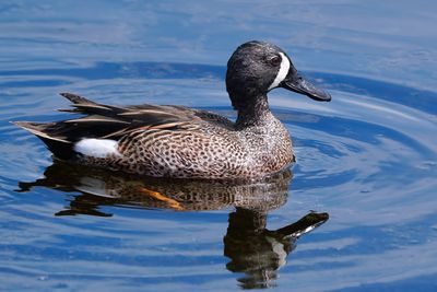 Male blue-winged teal