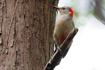 Red-bellied woodpecker