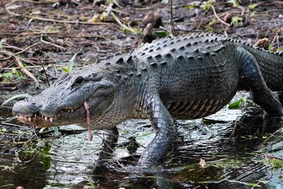 Alligator headed back to the water with turtle remains