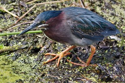 Green heron