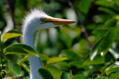 Great egret chick