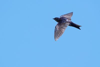 Purple martin