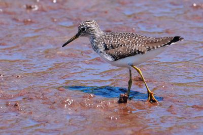 Solitary sandpiper