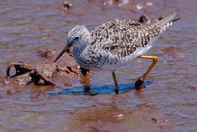 Lesser yellowlegs