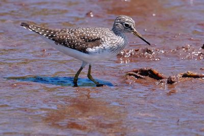 Solitary sandpiper