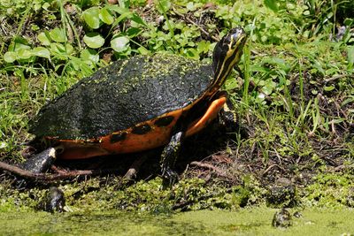 Red-bellied cooter