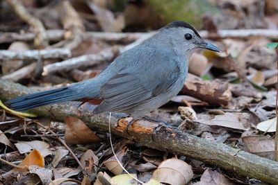 Grey catbird