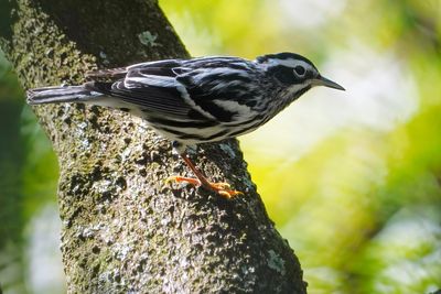 Black-and-white warbler