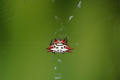 Spiny-backed orbweaver spider