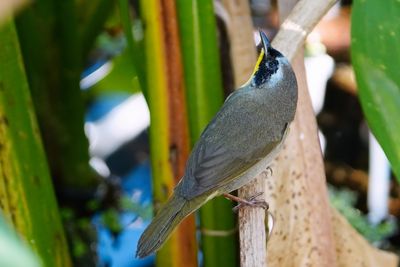 Common yellowthroat