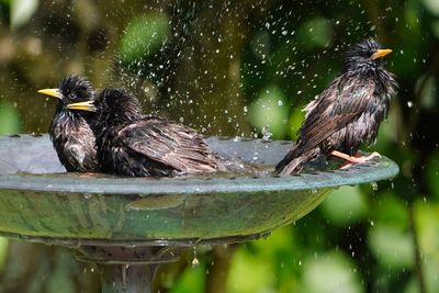 Starlings bathing