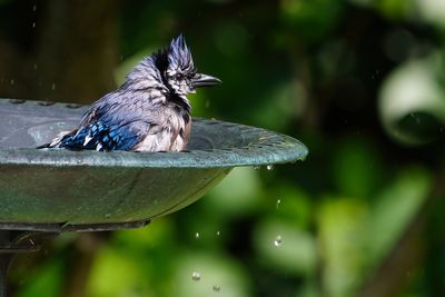 Blue jay bathing