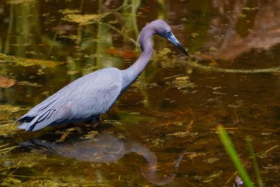 Little blue heron fishing