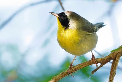 Male common yellowthroat