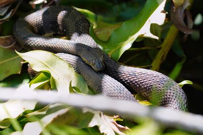 Brown water snake