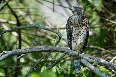 Red-shouldered hawk