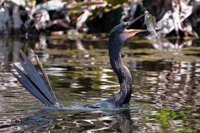 Anhinga with a fish