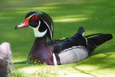 Male wood duck, breeding plumage