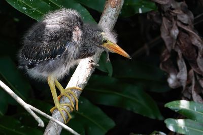 Green heron chick