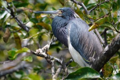 Tricolored heron