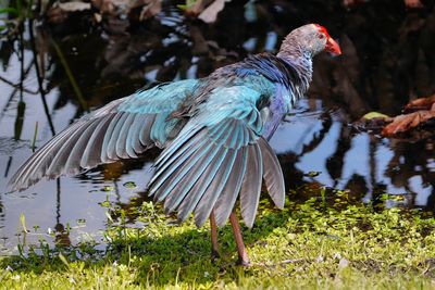 Grey-headed swamphen stretching