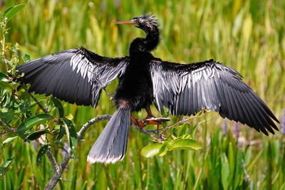 Anhinga drying off