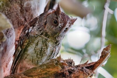 Eastern screech owl