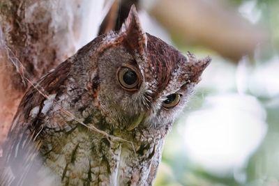 Eastern screech owl