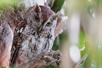 Eastern screech owl