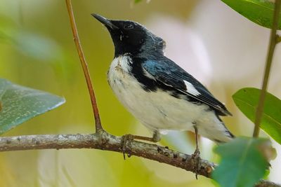 Black-throated blue warbler