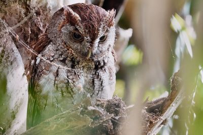 Eastern screech owl