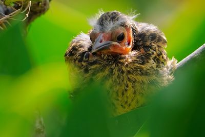 Red-winged blackbird chick