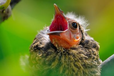 Red-winged blackbird chick closeup