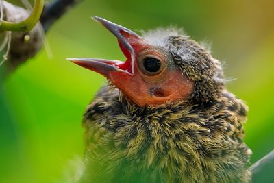Red-winged blackbird chick closeup