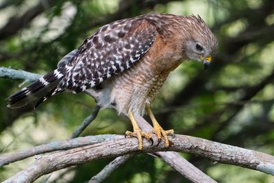 Red-shouldered hawk