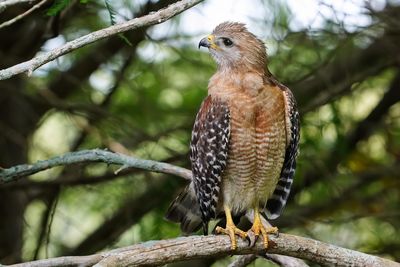 Red-shouldered hawk