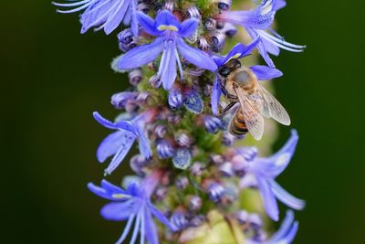 Bee on a pickerel weed flower