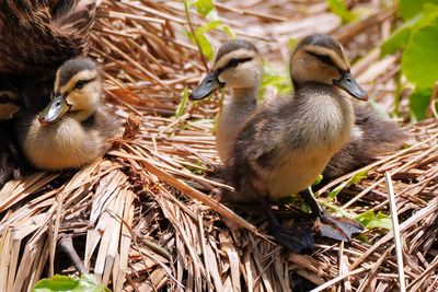 Mottled ducklings closeup