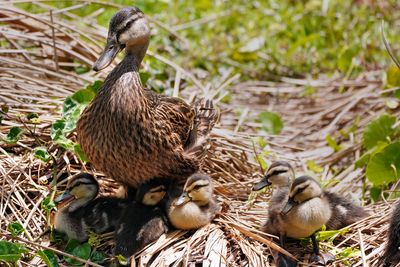 Mottled duck mom with ducklings