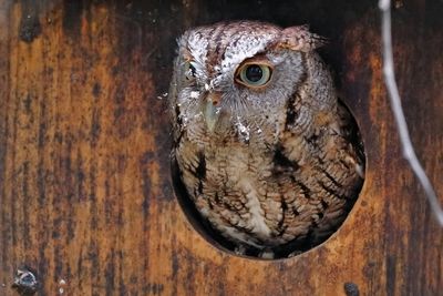 Eastern screech owl in a nesting box