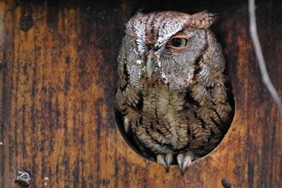 Eastern screech owl in a nesting box