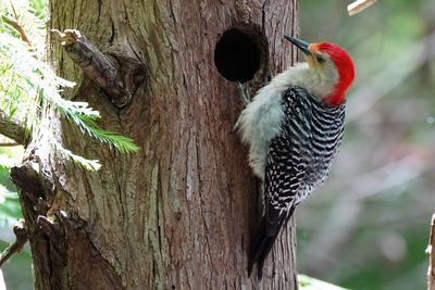 Red-bellied woodpecker at its nest